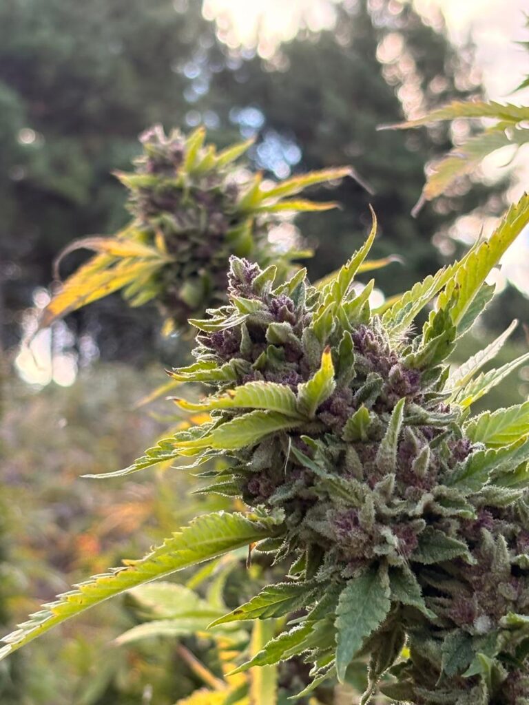 Cannabis medicinal y telemedicina: el modelo de negocios que ya atiende a 20.000 pacientes
