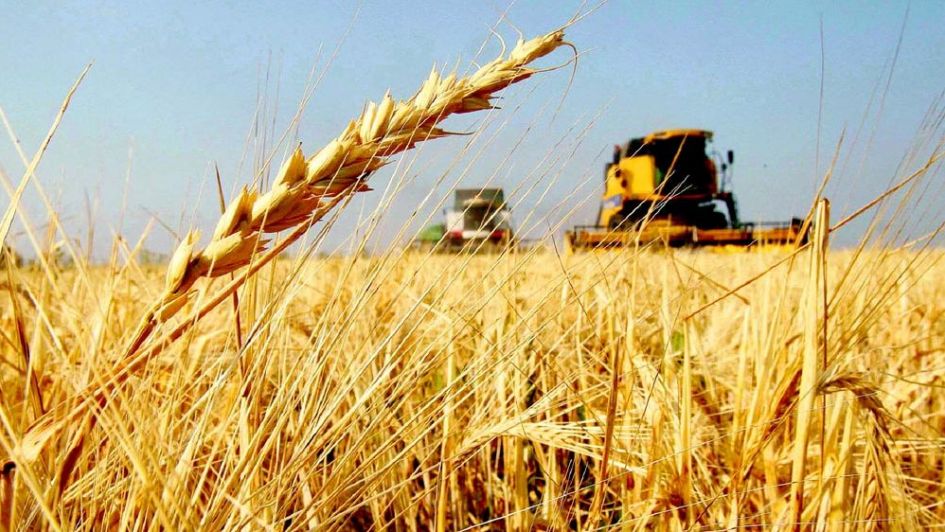 Alerta en la industria molinera: falta trigo de calidad y analizan importar grano de Paraguay