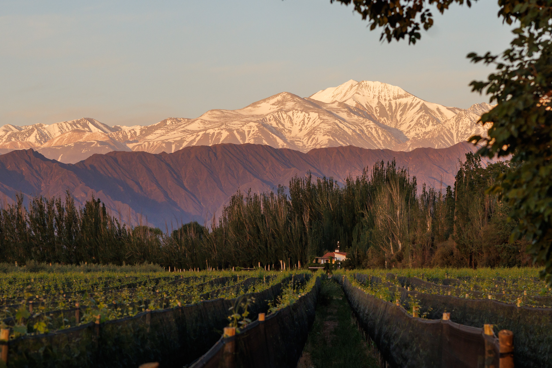 Así es Magno Corpore, el exclusivo Chardonnay con el que Finca Bandini celebra el día de la variedad