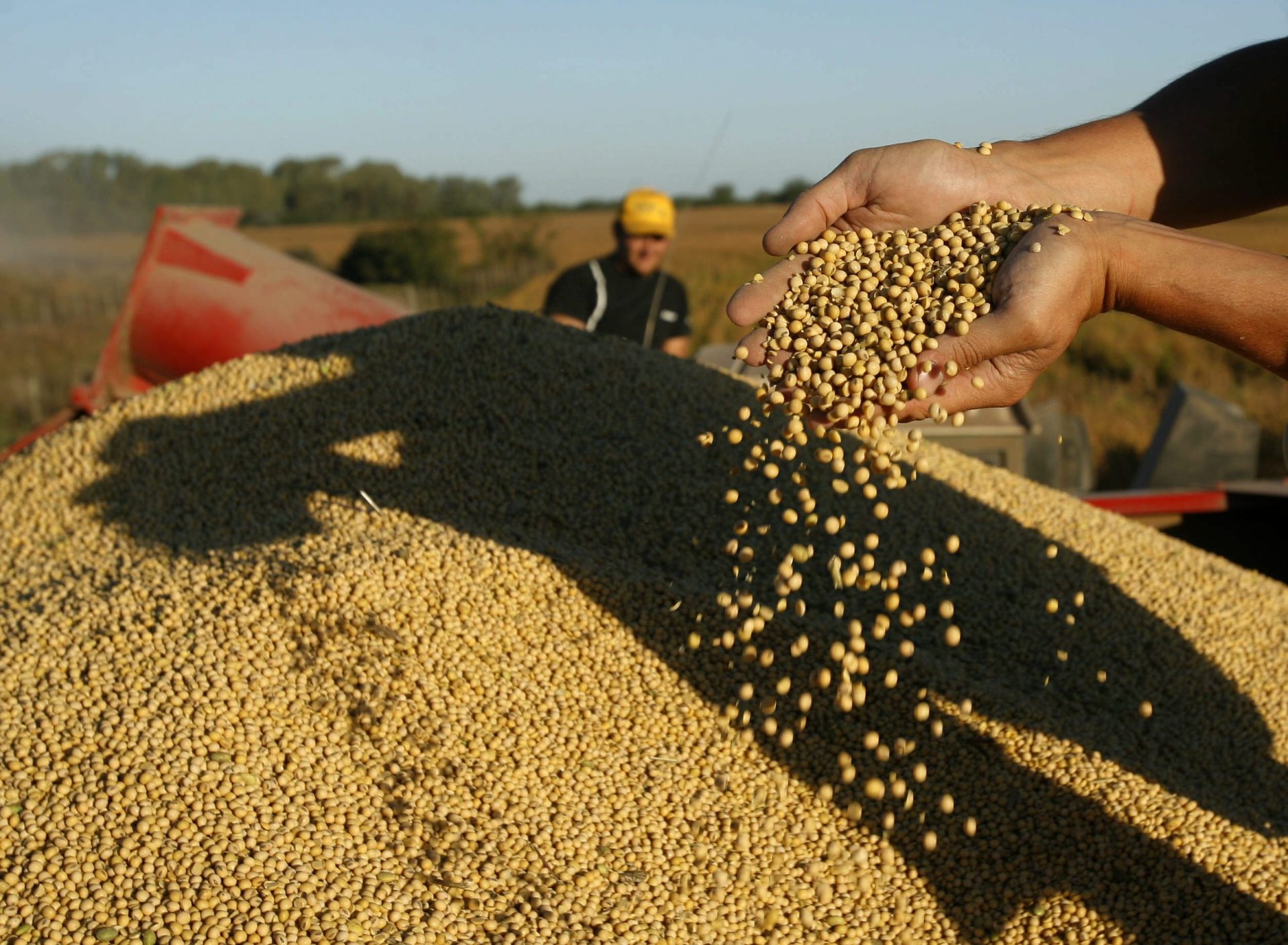 Semillas: el Gobierno implementó un nuevo sistema de control y apuesta a sumar US$4.000 millones en exportaciones